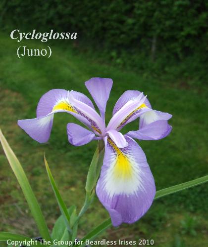 cycloglossa (1)